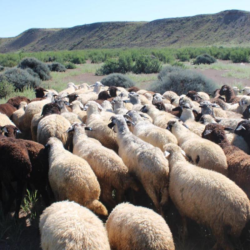 Saving sheep – On extinction narratives in Namibian Swakara farming – by Eleanor&nbsp;Schaumann